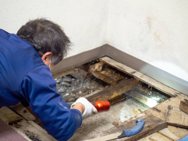 Best Water Damage Restoration  in Maywood, CA