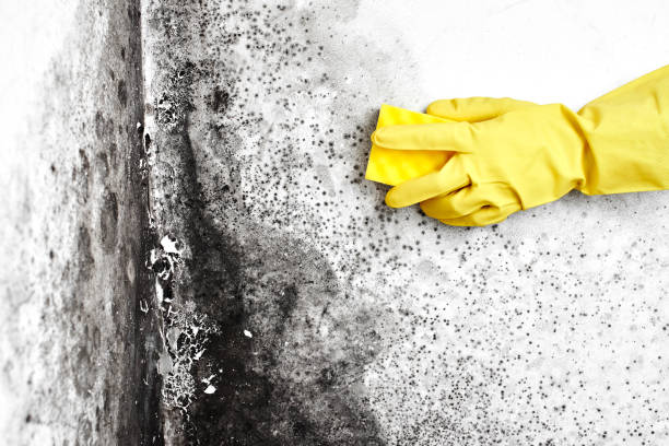 Trusted Maywood, CA Mold Removal Experts