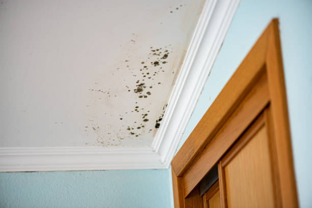 Best Attic Mold Removal  in Maywood, CA