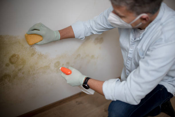 Best Same-Day Mold Removal  in Maywood, CA