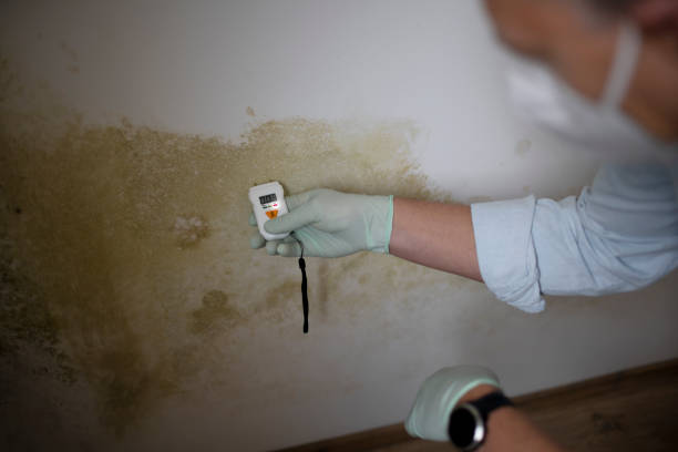 Best Certified Mold Removal  in Maywood, CA